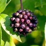 Enki Elixir Ingredients